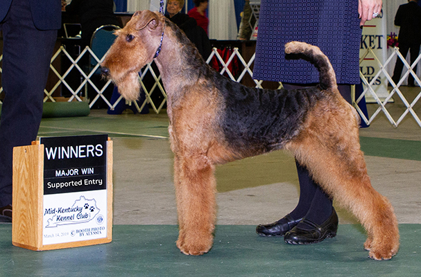 Airedale sales terrier kennel